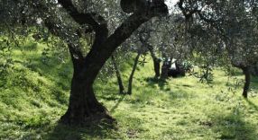 Ombra della sera