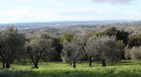 Panorama